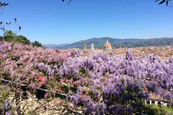 Gli alberi raccontano..,.