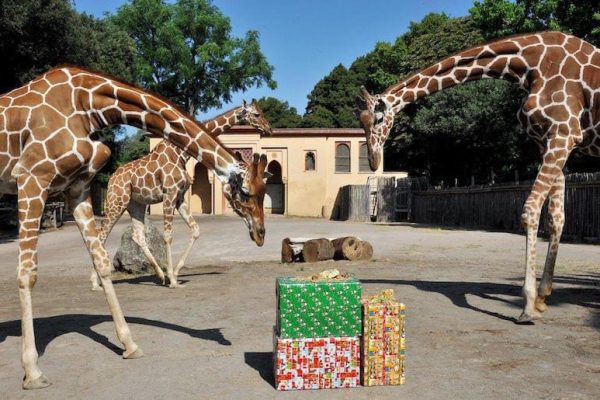 Laboratori e attività di Natale