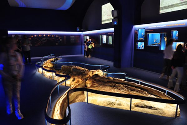 WHALE HUB