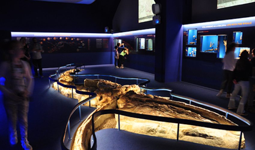 WHALE HUB